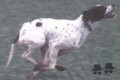 Pedigree MARCH DELLA CISA Pedigree MARCH DELLA CISA